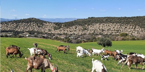 Campagne de Mazan